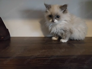 Ragdoll macska eladó 