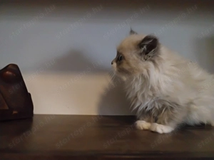 Ragdoll macska eladó  - kép 6