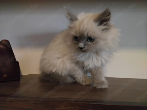 Ragdoll macska eladó  - kép 4