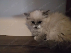 Ragdoll macska eladó  - kép 11