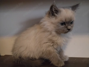 Ragdoll macska eladó  - kép 9