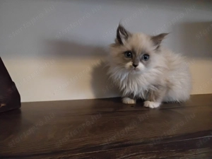 Ragdoll macska eladó  - kép 8