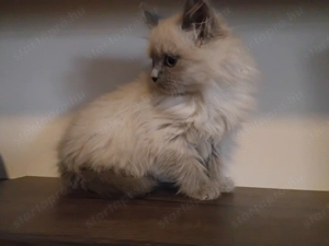 Ragdoll macska eladó  - kép 10