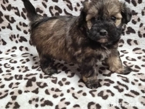 Havapookiskutyák - kép 2