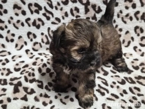 Havapookiskutyák - kép 3