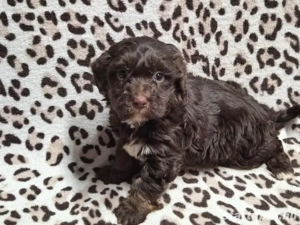 Havapookiskutyák - kép 4