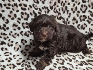 Havapookiskutyák - kép 5