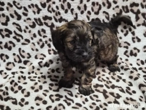 Havapookiskutyák - kép 6