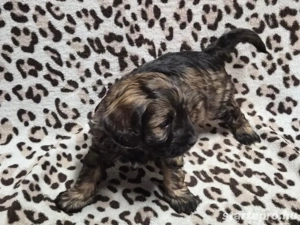 Havapookiskutyák - kép 7