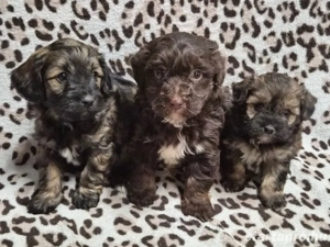 Havapookiskutyák - kép 8