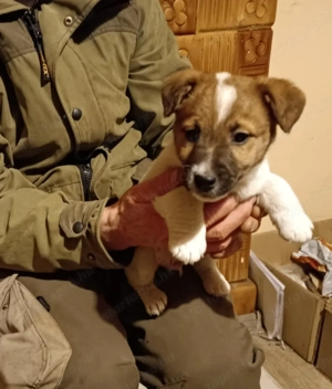 Jack russell terrier kiskutyák új helyre költöznének! - kép 4