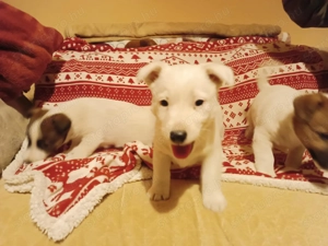 Jack russell terrier kiskutyák új helyre költöznének! - kép 2