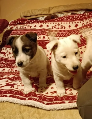 Jack russell terrier kiskutyák új helyre költöznének! - kép 3