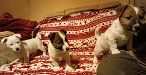 Jack russell terrier kiskutyák új helyre költöznének!