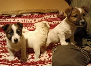 Jack russell terrier kiskutyák új helyre költöznének! - kép 6