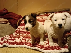Jack russell terrier kiskutyák új helyre költöznének! - kép 5