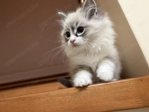 Gyönyörű Ragdoll kiscicák eladóak - kép 2