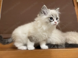 Gyönyörű Ragdoll kiscicák eladóak - kép 3