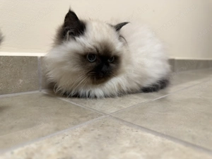 Gyönyörű Ragdoll kiscicák eladóak - kép 8