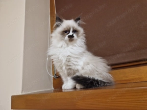 Gyönyörű Ragdoll kiscicák eladóak - kép 10