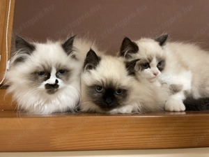 Gyönyörű Ragdoll kiscicák eladóak - kép 12