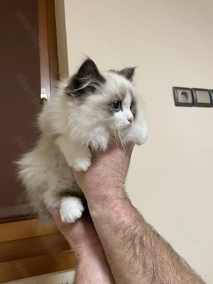 Gyönyörű Ragdoll kiscicák eladóak - kép 5