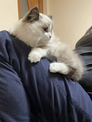 Gyönyörű Ragdoll kiscicák eladóak - kép 6