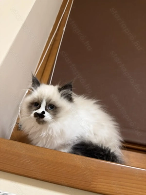 Gyönyörű Ragdoll kiscicák eladóak - kép 11