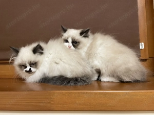 Gyönyörű Ragdoll kiscicák eladóak - kép 14