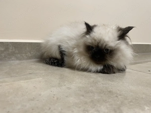 Gyönyörű Ragdoll kiscicák eladóak - kép 9