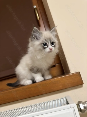 Gyönyörű Ragdoll kiscicák eladóak - kép 4