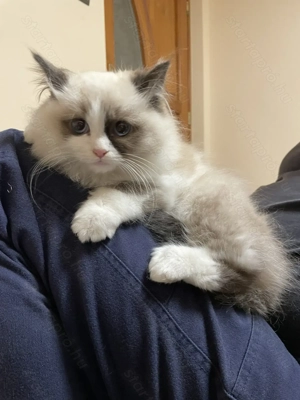 Gyönyörű Ragdoll kiscicák eladóak - kép 7