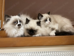 Gyönyörű Ragdoll kiscicák eladóak - kép 13