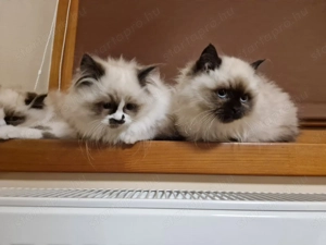 Gyönyörű Ragdoll kiscicák eladóak - kép 15