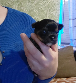 Yorki , Yorkshire terrier kiskutyák  - kép 2