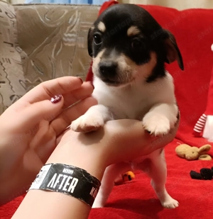 Csivava kiskutyák  - kép 9