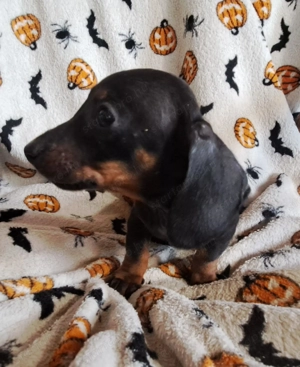 2 fiú tacsi eladó 9 hetesek