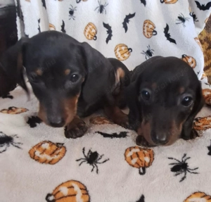 2 fiú tacsi eladó 9 hetesek - kép 3