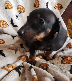 2 fiú tacsi eladó 9 hetesek - kép 2