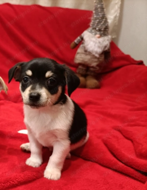 Csivava kiskutyák  - kép 12