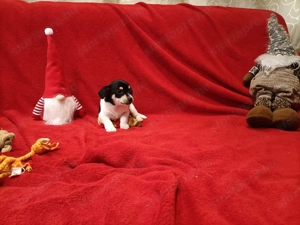 Csivava kiskutyák  - kép 11