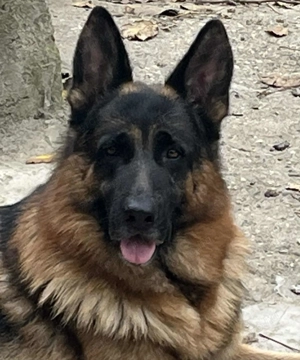 Német juhász németjuhász 2 éves Kan szuka