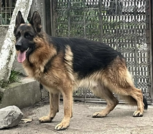 Német juhász németjuhász 2 éves Kan szuka - kép 3