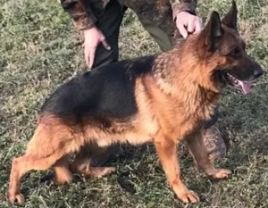 Német juhász németjuhász 2 éves Kan szuka - kép 2