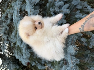 Pomerániai törpe spitz - kép 3