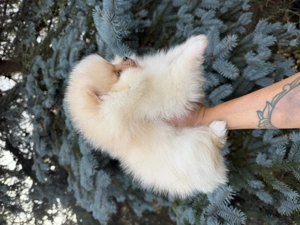 Pomerániai törpe spitz - kép 2