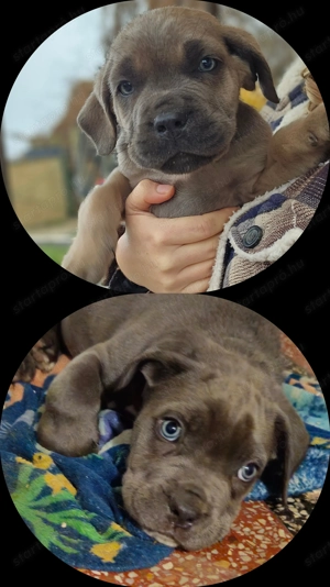 Cane Corso kutyusok törzskönyves szülőktöl  - kép 4