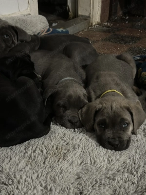 Cane Corso kutyusok törzskönyves szülőktöl  - kép 3