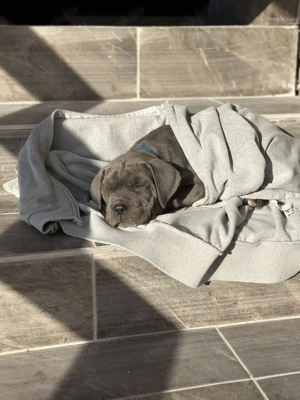 Cane Corso kutyusok törzskönyves szülőktöl 