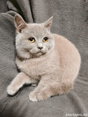 Brit cica eladó  - kép 2